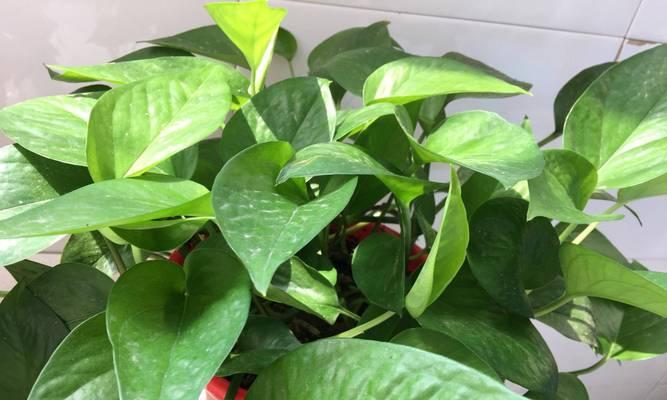 绿萝移植的最佳时机是什么时候？移植后如何护理？