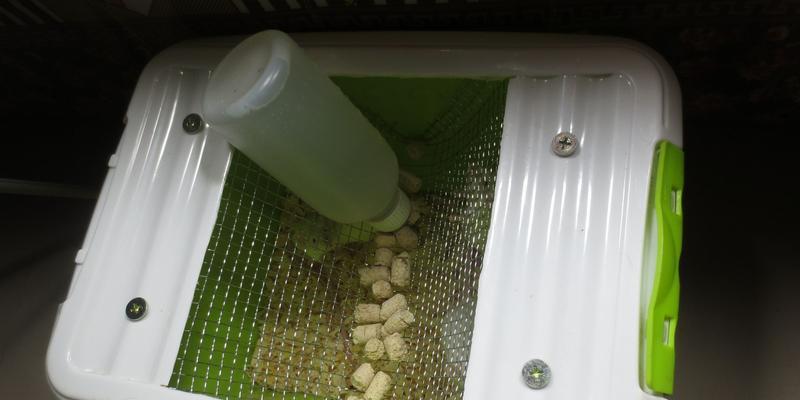 珍珠吊兰繁殖方法有哪些？怎样繁殖更高效？