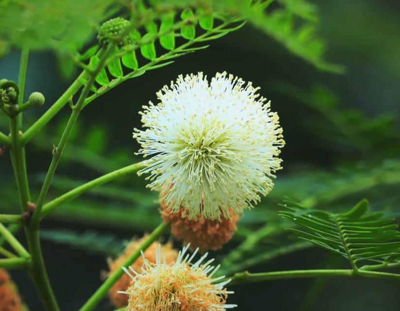 常见的乔木植物有哪些？这些乔木植物的特点是什么？