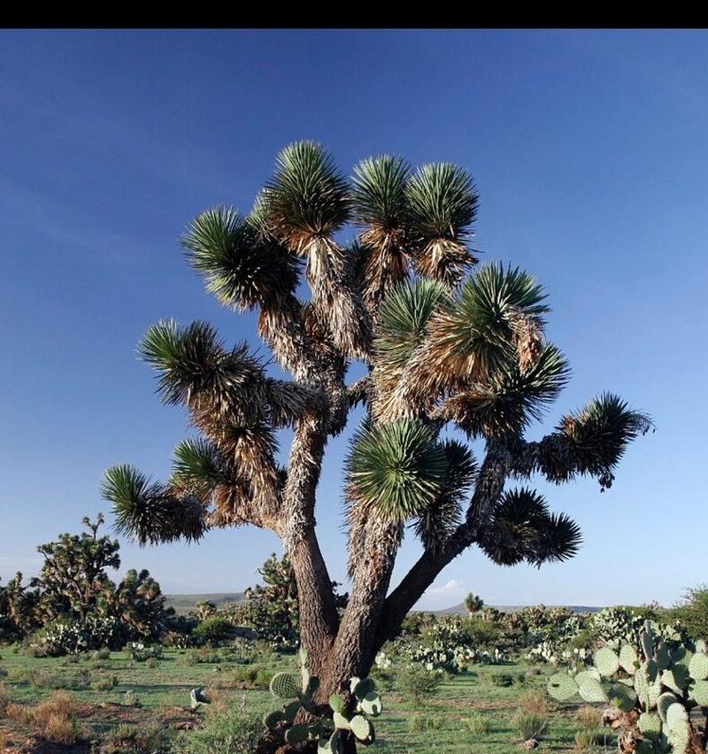 常见的乔木植物有哪些？这些乔木植物的特点是什么？