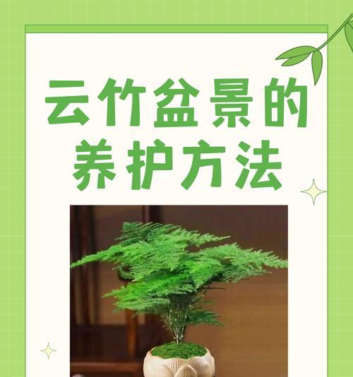 竹子的最佳移栽时间是什么时候？移栽时应注意什么？