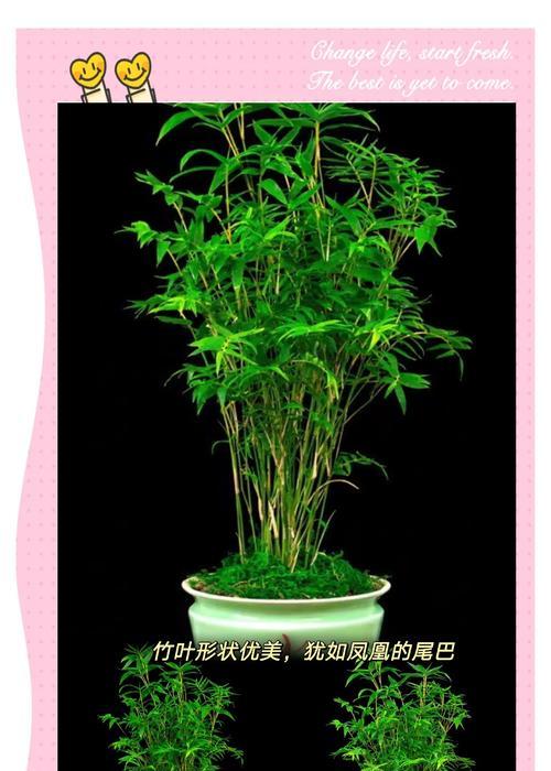 竹子的最佳移栽时间是什么时候？移栽时应注意什么？