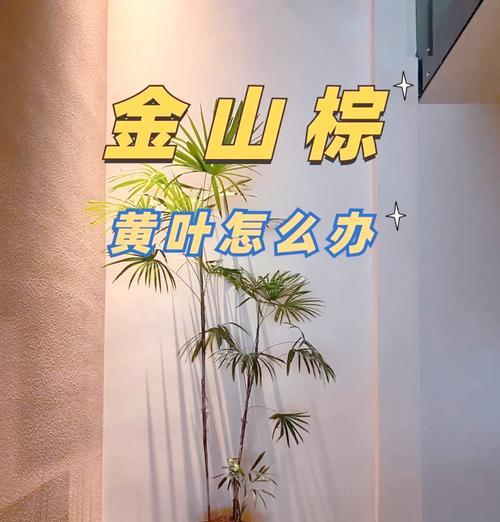 棕竹的正确养护方法是什么？