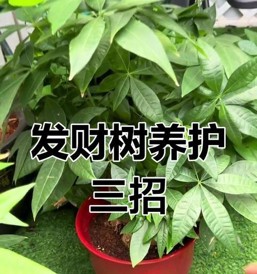 挑选发财树时应注意哪些要点？如何判断其健康状况？