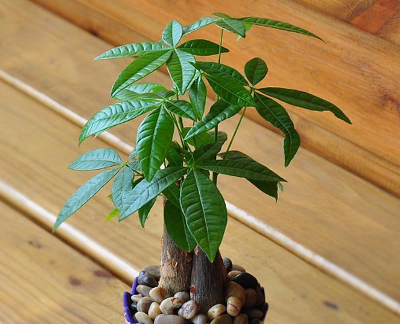 挑选发财树时应注意哪些要点？如何判断其健康状况？