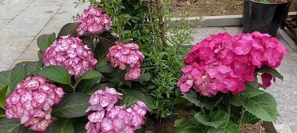 绣花球的养殖方法是什么？如何保持其花色鲜艳？