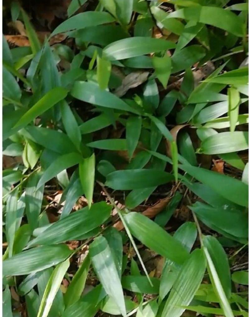 淡竹属于什么类型的竹子？它有哪些独特之处？