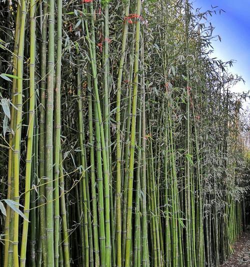 淡竹属于什么类型的竹子？它有哪些独特之处？