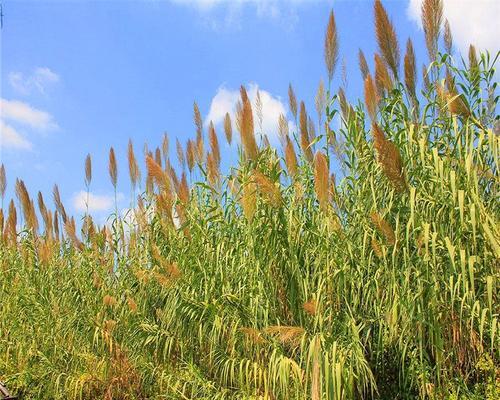 芦苇是什么植物？芦苇的生长习性有哪些？