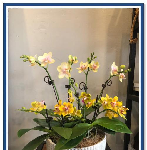 蝴蝶兰不开花的原因有哪些？如何促进蝴蝶兰开花？