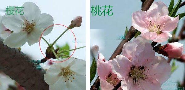 桃花的特征是什么？如何辨别桃花与其他花卉？