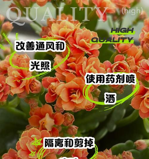 长寿花白粉病的治疗方法是什么？