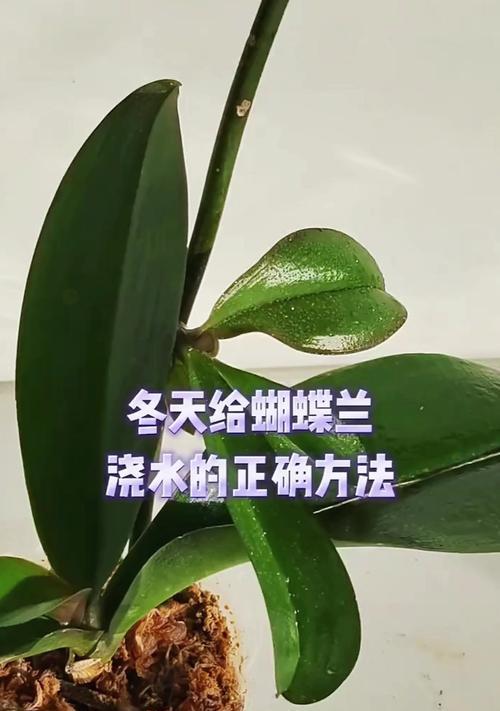 家庭养护蝴蝶兰的正确方法是什么？