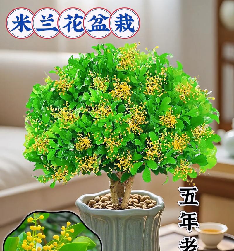 米兰花的养护技巧有哪些？