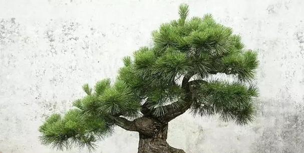 松树的造型技巧有哪些？如何打造理想的形态？