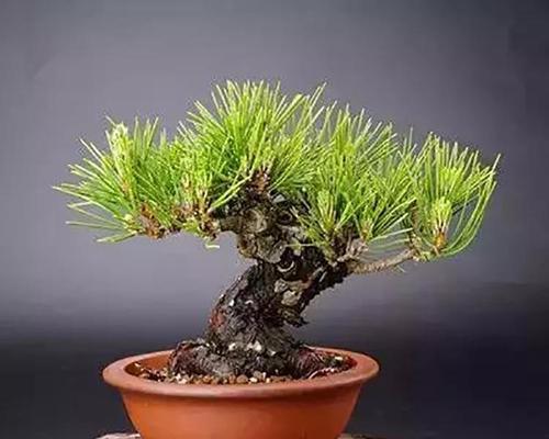 松树的造型技巧有哪些？如何打造理想的形态？