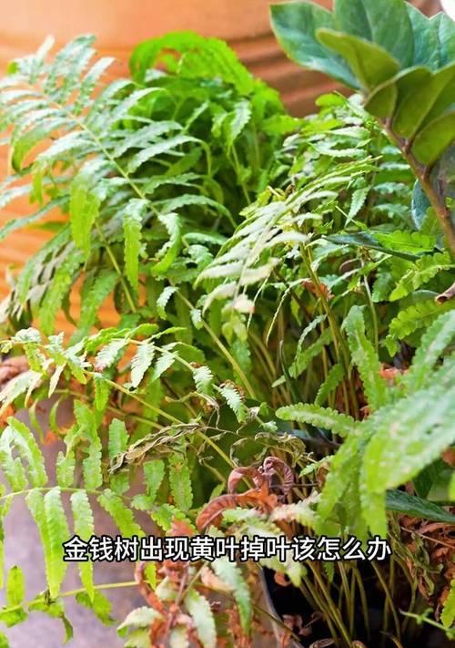 金钱木叶子发黄的原因是什么？