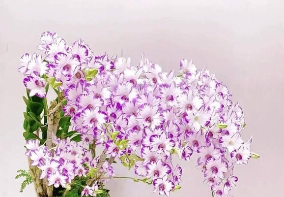 秋天有哪些花可以养？这些花的养护方法是什么？