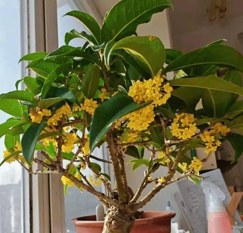 秋天有哪些花可以养？这些花的养护方法是什么？