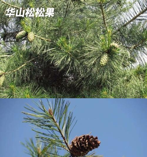 绿化带绿色植物结蓝色果子是什么？如何处理？