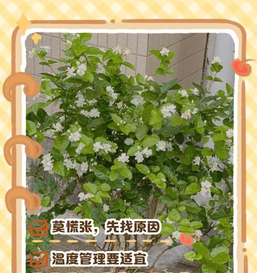 花叶子干枯怎么办？如何预防？