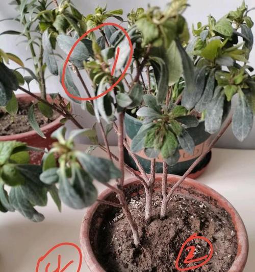 杜鹃花掉叶子的原因是什么？如何防止和处理？