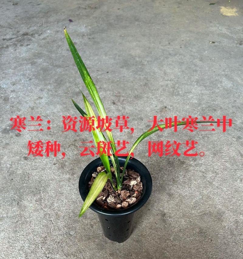 宽叶兰花的品种有哪些？各自的养护要点是什么？