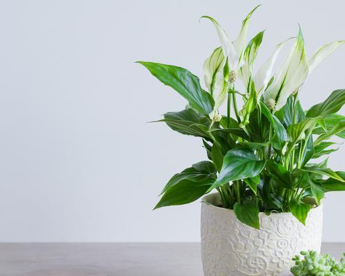 室内适合种植哪些观赏植物？如何选择合适的室内植物？