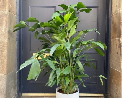 室内适合种植哪些观赏植物？如何选择合适的室内植物？