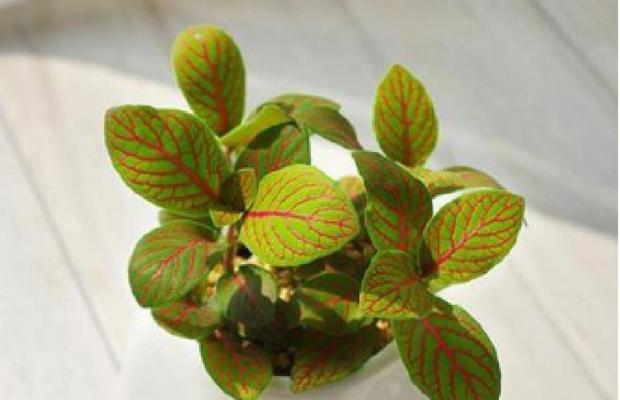 室内适合种植哪些观赏植物？如何选择合适的室内植物？