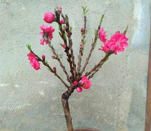 盆栽桃树的造型制作步骤是什么？如何制作美观的盆栽桃树？