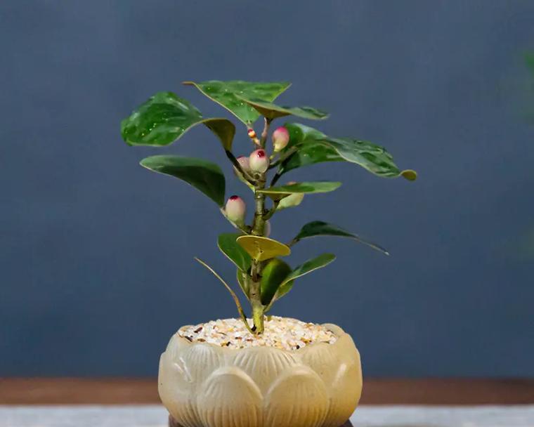 佛珠植物的养殖技巧有哪些？怎样保持其美观？