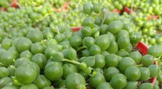 佛珠植物的养殖技巧有哪些？怎样保持其美观？