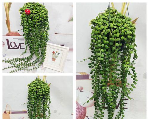 佛珠植物的养殖技巧有哪些？怎样保持其美观？