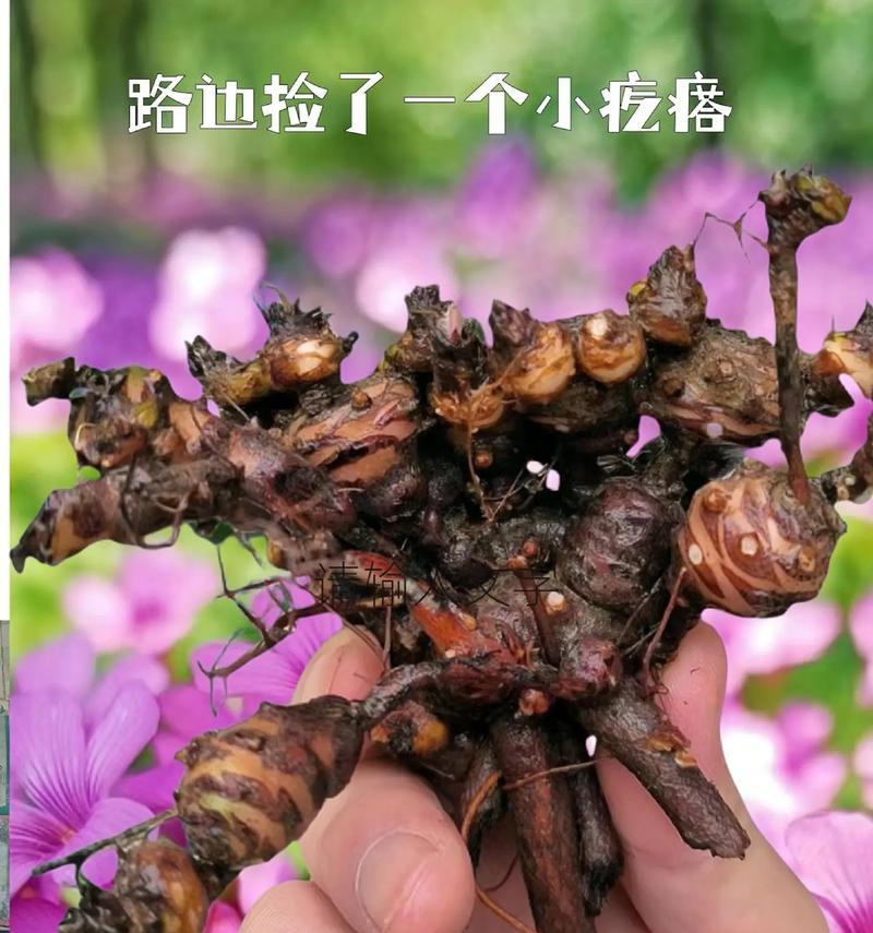 三叶草的养殖方法是什么？养殖中应注意什么？