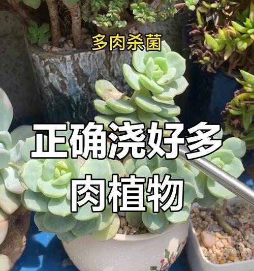 多肉植物的养护方法有哪些？新手如何养好多肉植物？