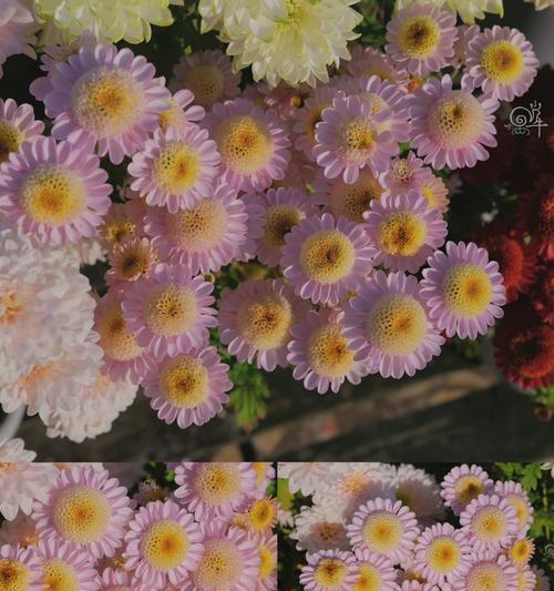 菊花的最佳栽种时间是什么时候？如何进行管理？