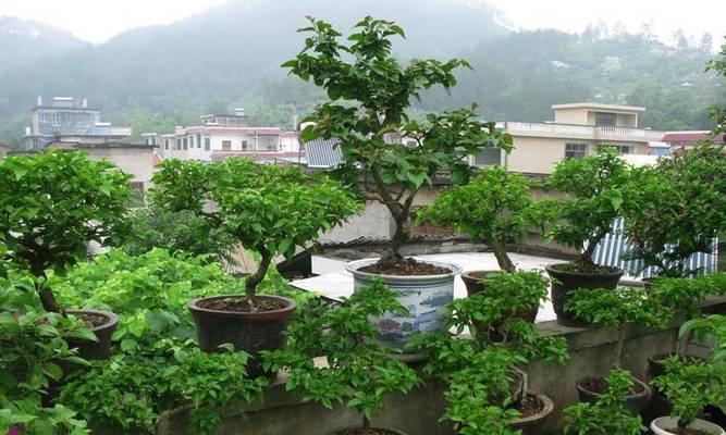 三角梅如何修剪成树形？