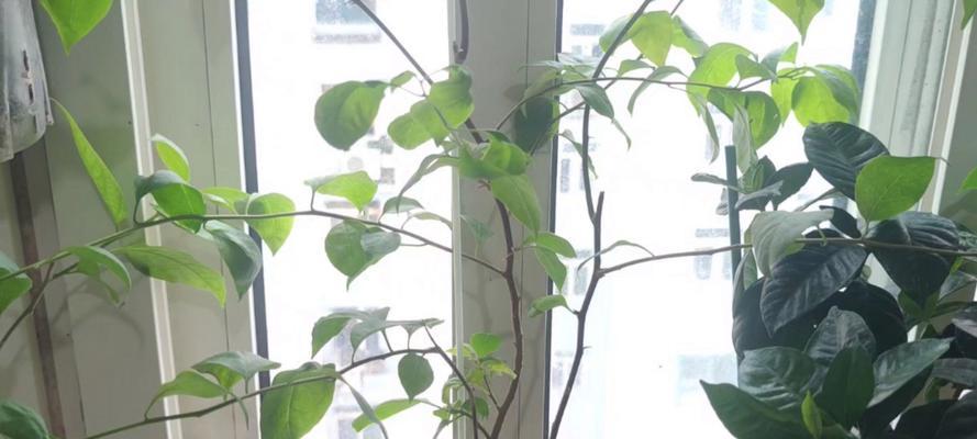 三角梅如何修剪成树形？