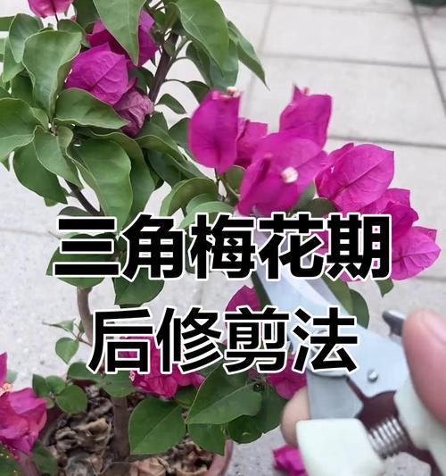 三角梅如何修剪成树形？
