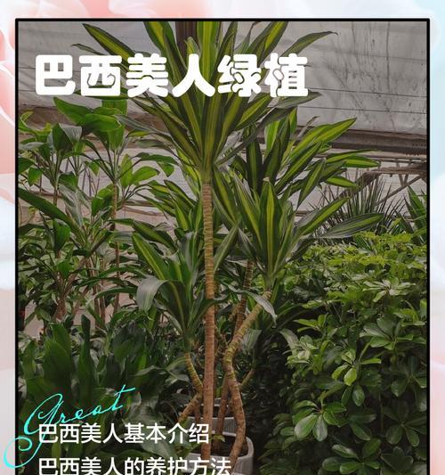 也门铁扦插繁殖的步骤和技巧是什么？