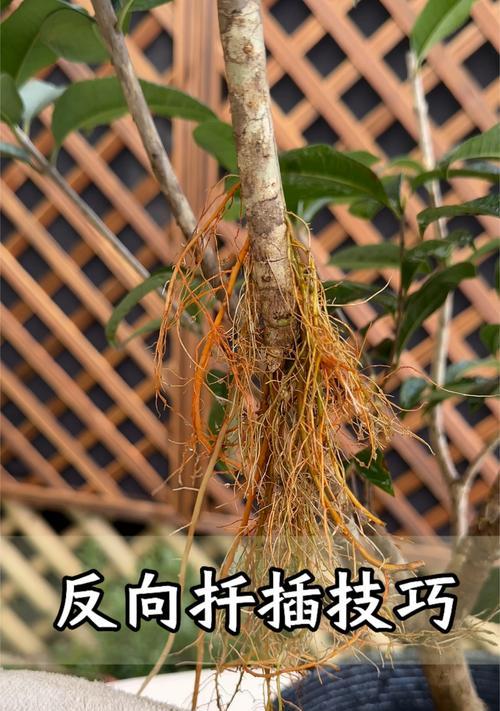 也门铁扦插繁殖的步骤和技巧是什么？