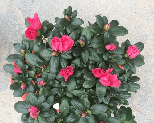 杜鹃花的特性是什么？如何根据特性进行养护？