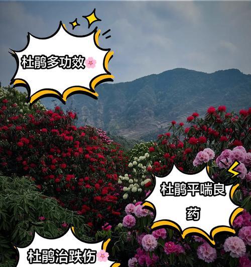 杜鹃花的特性是什么？如何根据特性进行养护？