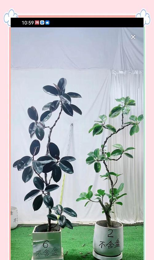 植物叶子下垂可能是哪些原因造成的？如何解决？