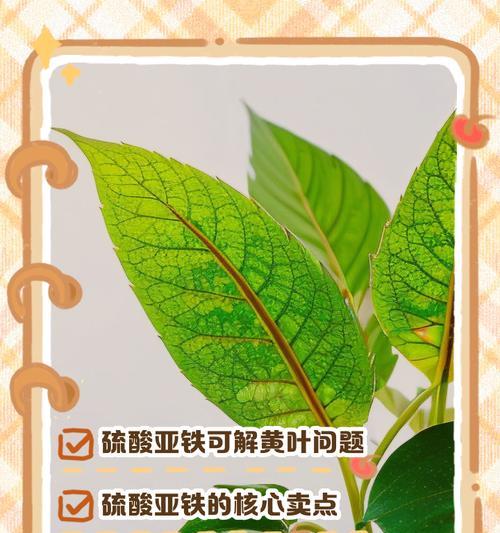 植物叶子下垂可能是哪些原因造成的？如何解决？