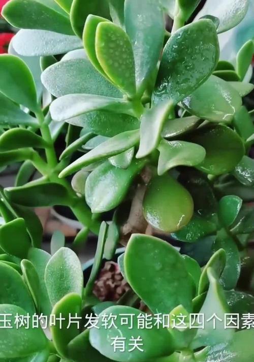 植物叶子下垂可能是哪些原因造成的？如何解决？