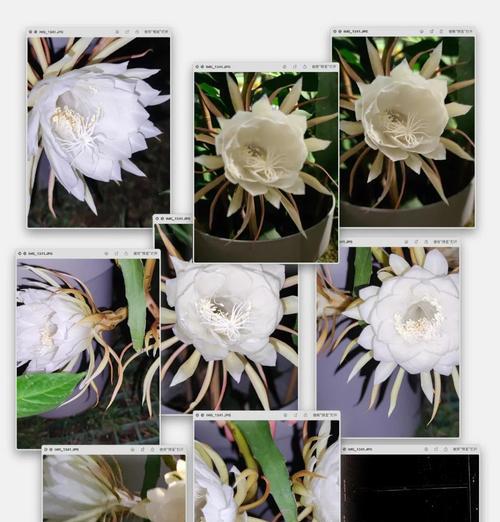 昙花的特征是什么？如何观察昙花的美丽绽放？