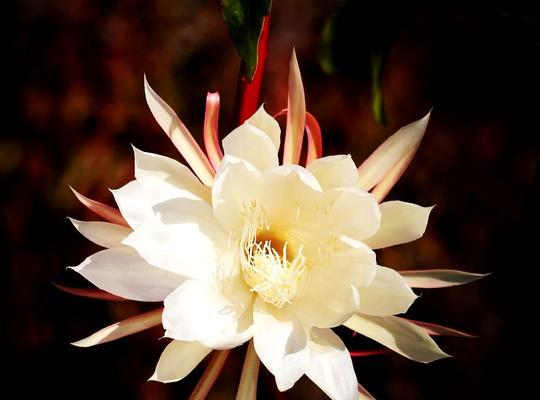 昙花的特征是什么？如何观察昙花的美丽绽放？