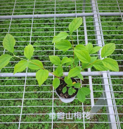 夏天梅花的生长状态如何？